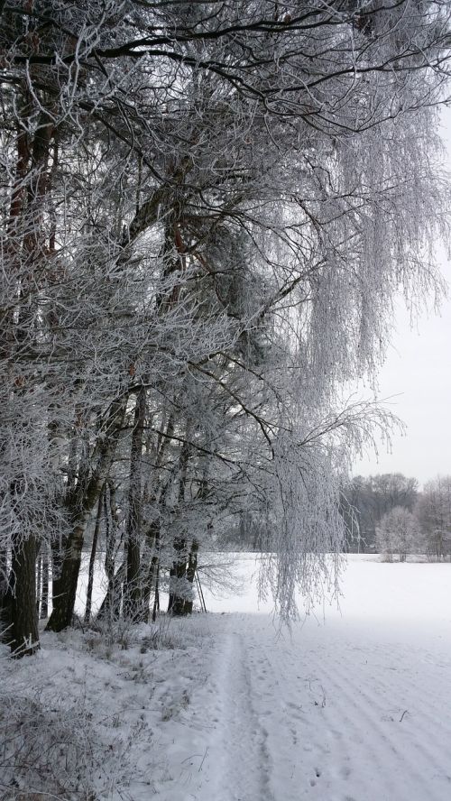 wintry landscape winter