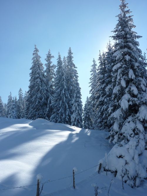 wintry snow firs