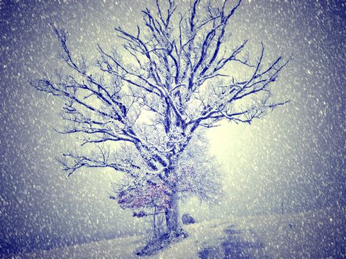 wintry snow tree