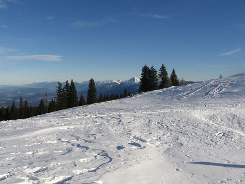 wintry winter forest snow