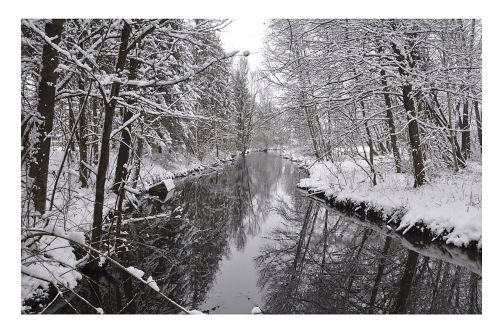 wintry trees river