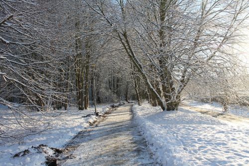 wintry forest winter