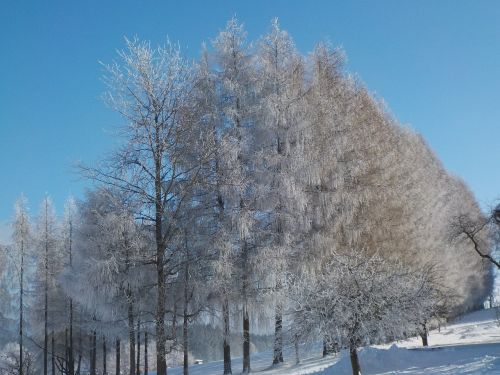 wintry snow frost