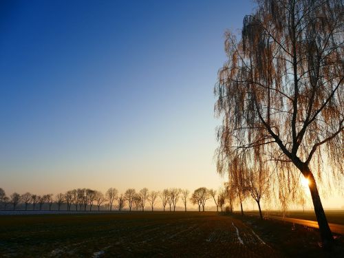 wintry sunset trees