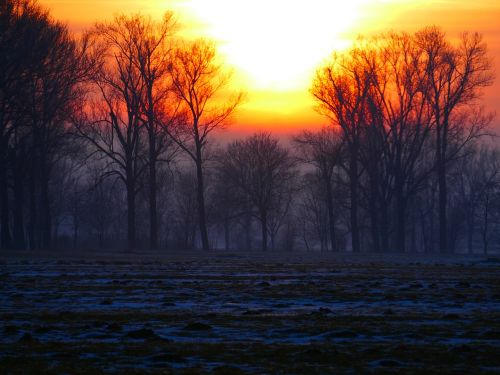 wintry sunset trees