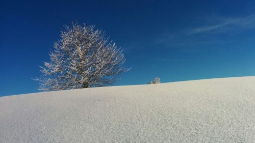 wintry tree switzerland