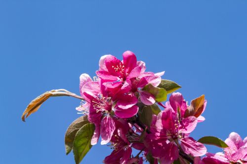 Spring Flowers