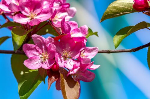 Spring Flowers