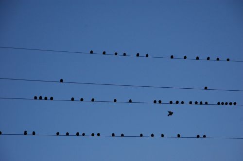 wire birds migration