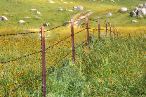 Wire Fence In Fields Of Flowers