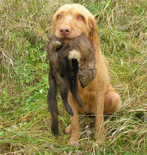 wirehaired vizsla retriever dog