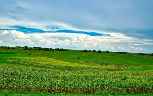 wisconsin fields meadow