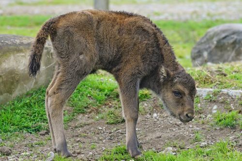 wisent european bison horned