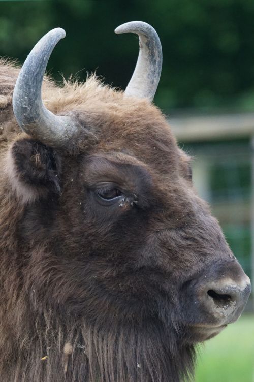 wisent european bison horned