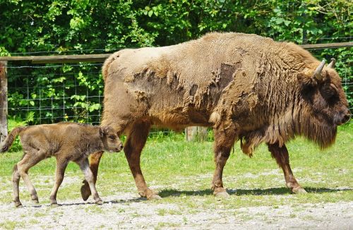 wisent european bison horned