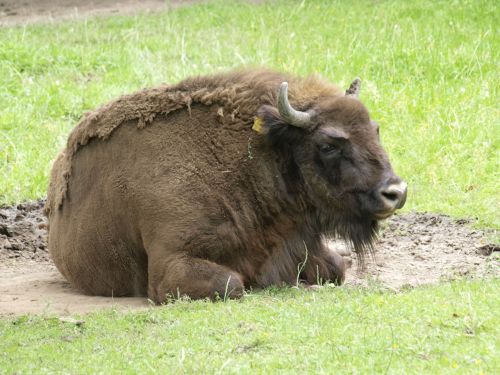 wisent buffalo animal