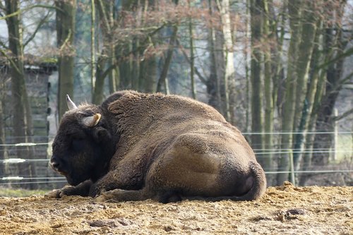 wisent  european bison show reserve  nature