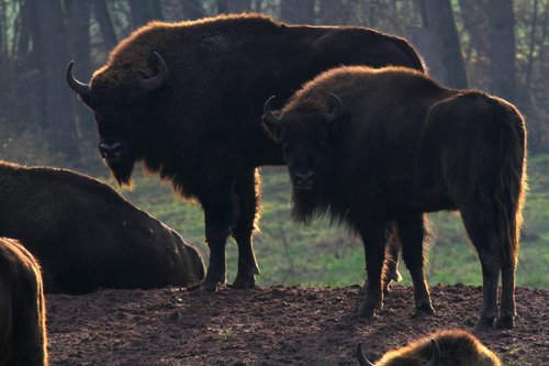 wisent  buffalo  bison