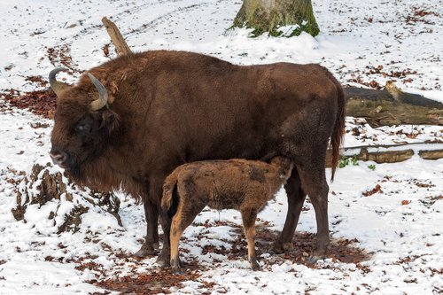 wisent  cow  suckle