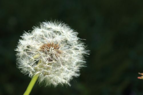 wish dandelion blow
