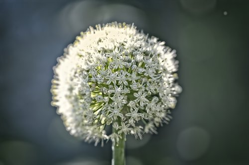 wish  flower  pollen