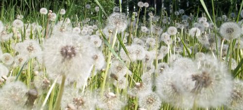 dandelions field wish