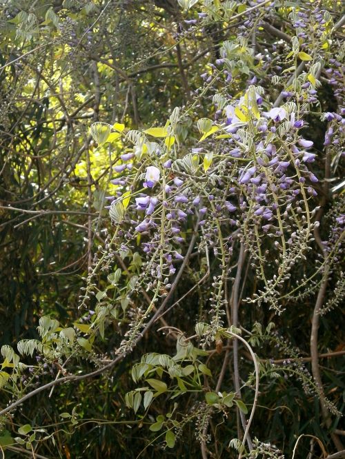 wisteria spring flowers woods