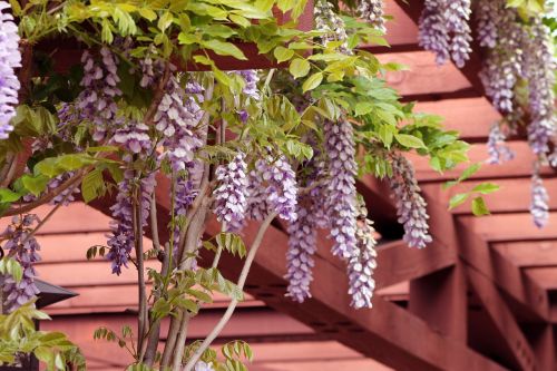wisteria garden pergola