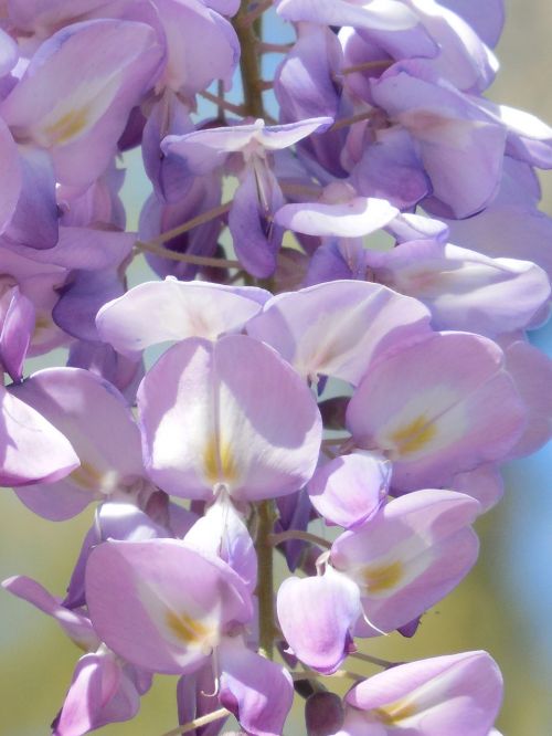 wisteria bloom purple