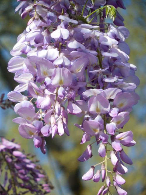 wisteria bloom purple