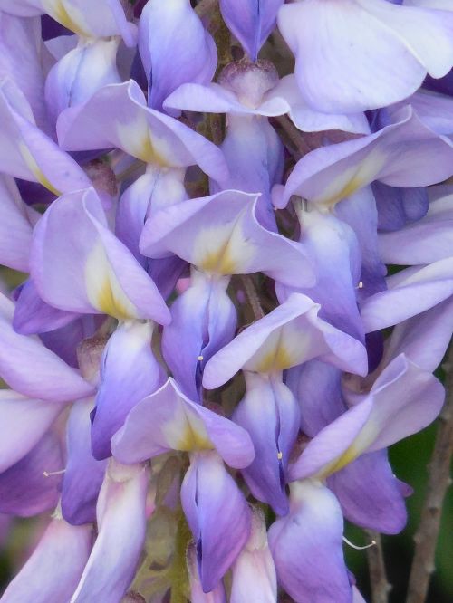 wisteria bloom purple