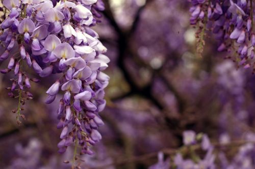 wisteria bloom garden