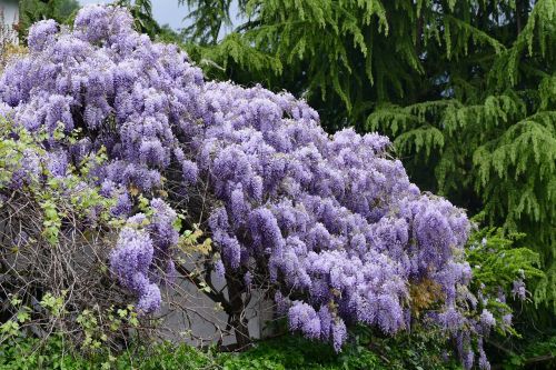 wisteria flowers viola