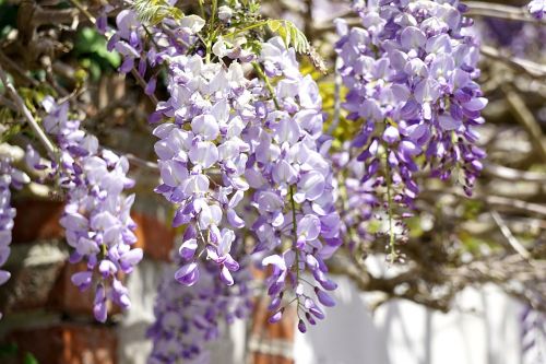 wisteria flowers flora