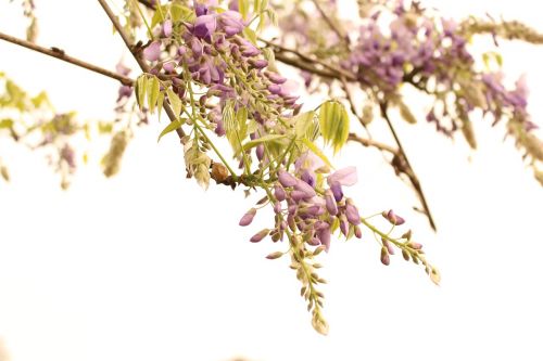 wisteria flower spring