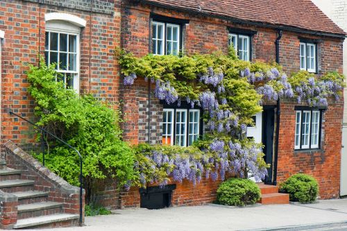 wisteria house covered