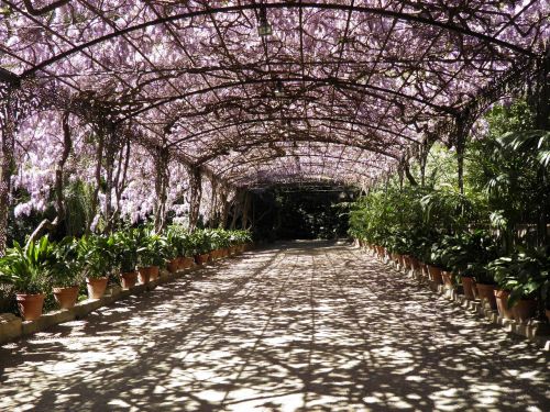 wisteria malaga botanical garden