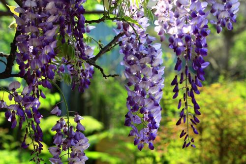 wisteria string summer