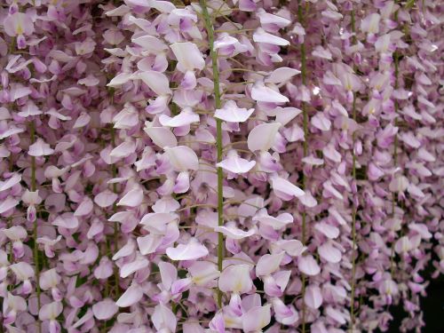 wisteria flower garden