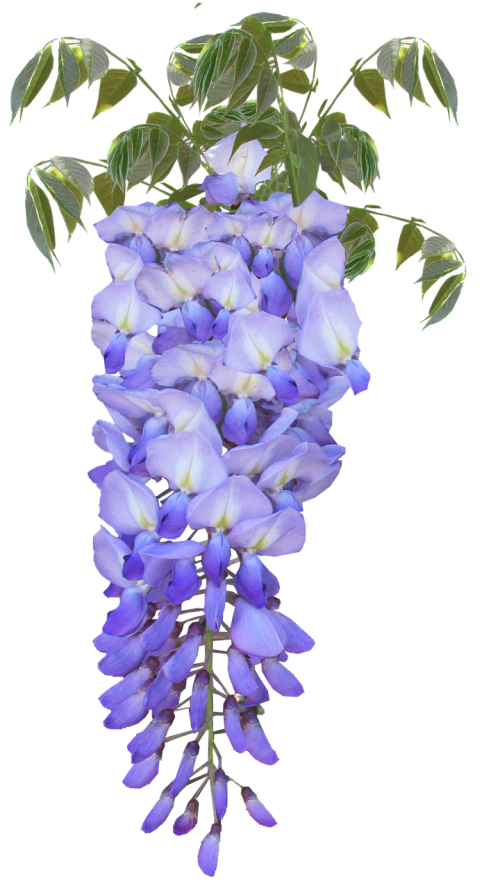 wisteria flower purple