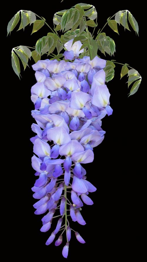 wisteria purple vine