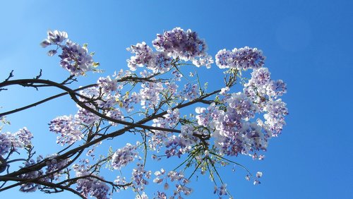 wisteria  branch  flower