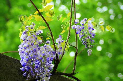 wisteria  nature  plant