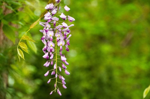 wisteria  flower  spring