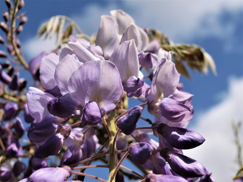 wisteria  flower  bloom