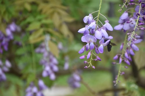 wisteria  flower  nature