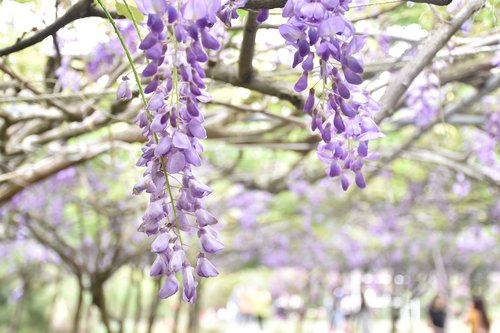 wisteria  flower  nature