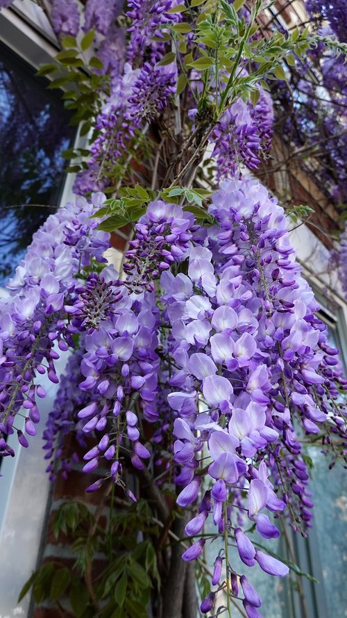 wisteria  purple  flowering