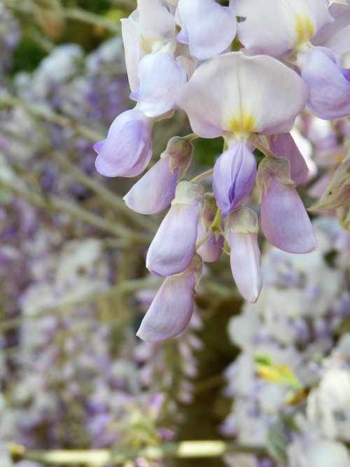wisteria  wysteria  flower