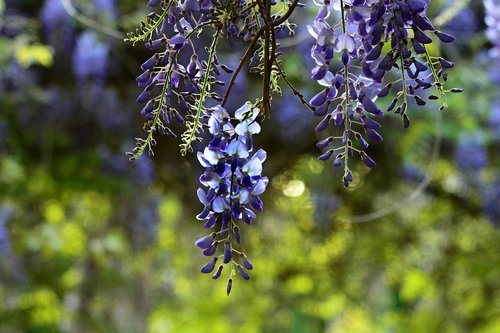 wisteria  shrub  flower